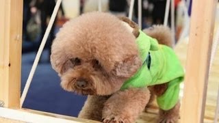 TOP DOG Episode 11（HD Whole Episode,No Ad）《狗狗冲冲冲》复赛第三场踢馆赛高清完整版 超能力狗狗惊呆全场