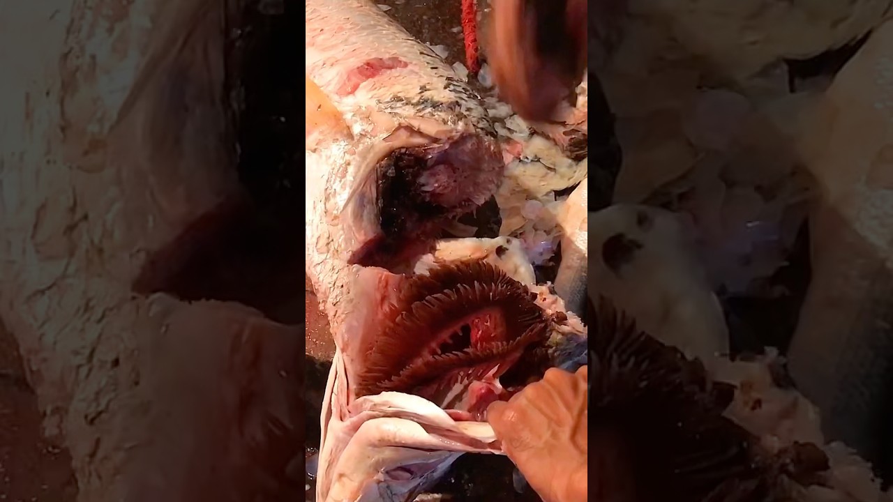 Big Barramundi Fish Cutting Skills 