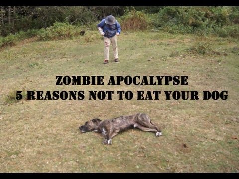 Zombie Apocalypse Dog Defense - YouTube