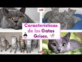 Características de los gatos grises y cuales son sus razas.😺😸