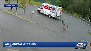 Animal attack in Lebanon caught on video