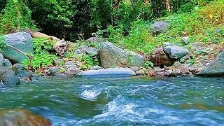 Sound of River Flow, Pleasant Water Sound, Nature Sound, Relaxation, Meditation, Sleep