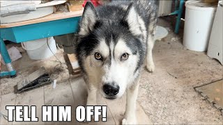 Husky Smells An Intruder! Wants Me To Send Message!