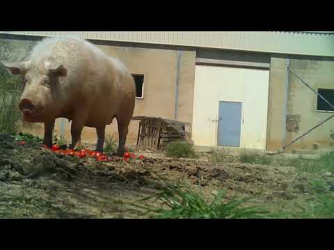 Un día cualquiera con los animales