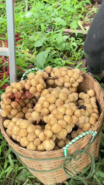 Harvesting Duku Langsat Fruit! #fruits  #satisfying  #fruitharvest