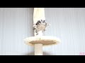 モモンガ・・飛びます!