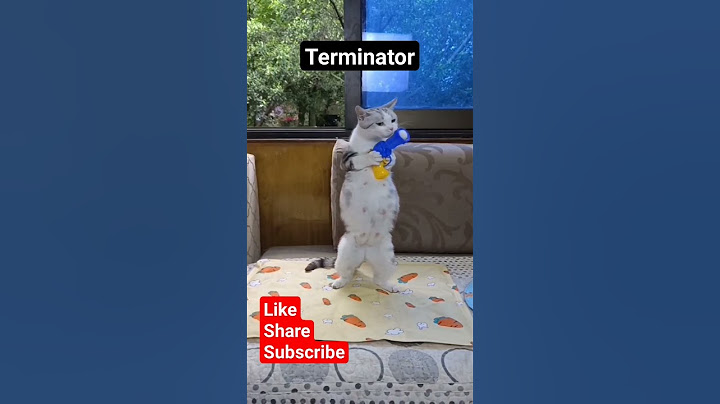 Terminator cat