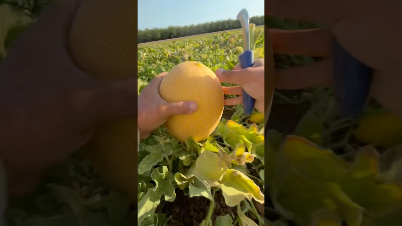 POV: Beast Mexican picking melons in central California 