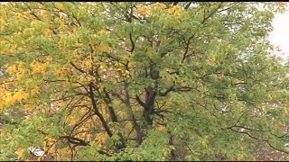 How weather determines the fall colors