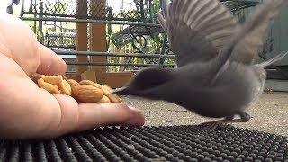 Handfeeding catbird / I finally earned his trust