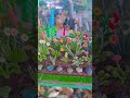 Britains Floral Garden