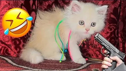 Watch the video about Funniest Animals 🤣😅 New Funny Cats and Dogs Videos 😸🐶 Try not to Laugh🐱🐶Cutest Cats Video