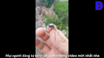 Bắt chuồn chuồn trở về tuổi thơ | SND Bảo Ngoc Channel