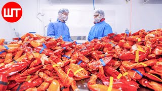 How Lobster Are Caught \& Processed | Expensive Lobster Processing Factory