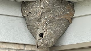 How To Remove A Bald Face Hornet Nest Using Drione , How to kill wasp