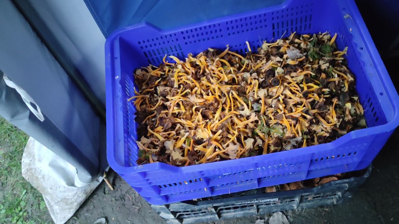 Boletus , robellones , robezuelos , trompetillas amarillas, macrolepiota , lengua de vaca 🤤🤤🤤