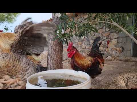 Αλανιάρες κότες όνομα