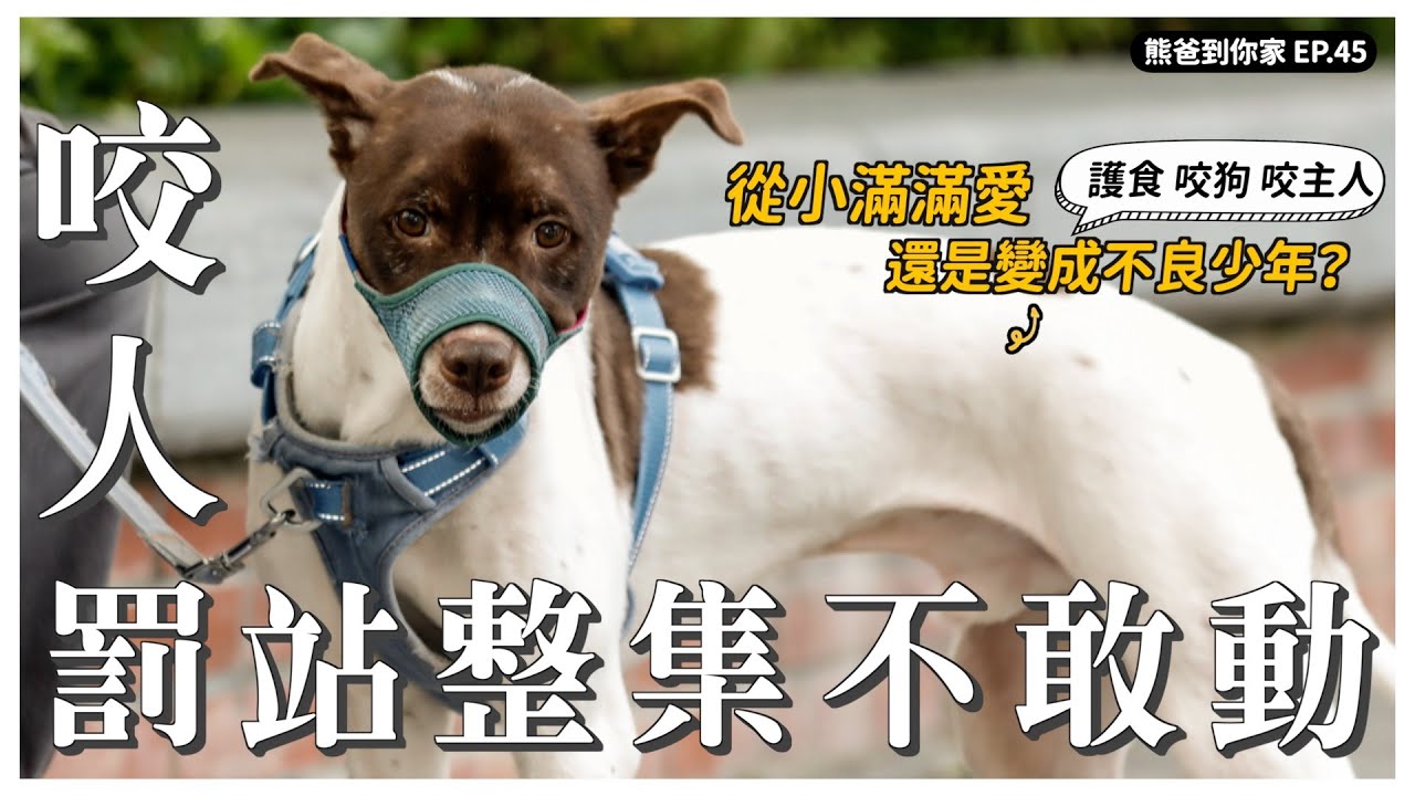 熊爸擔心團隊被咬？攻擊心態熊爸全翻譯！ft.YT看你老墓 司徒｜熊爸估狗