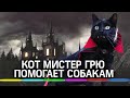 Кот-вампир Мистер Грю помогает приюту для животных