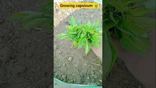 how to grow winter vegetable capsicum from saplings 🫑🧑🌾#shorts #capsicum #gardening #yt