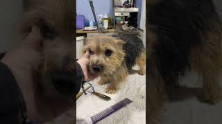 Grooming the Head of a Pet Norwich Terrier