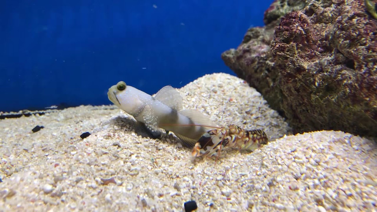 Symbiosegrundel mit Knallkrebs. Riffix Onlineshop