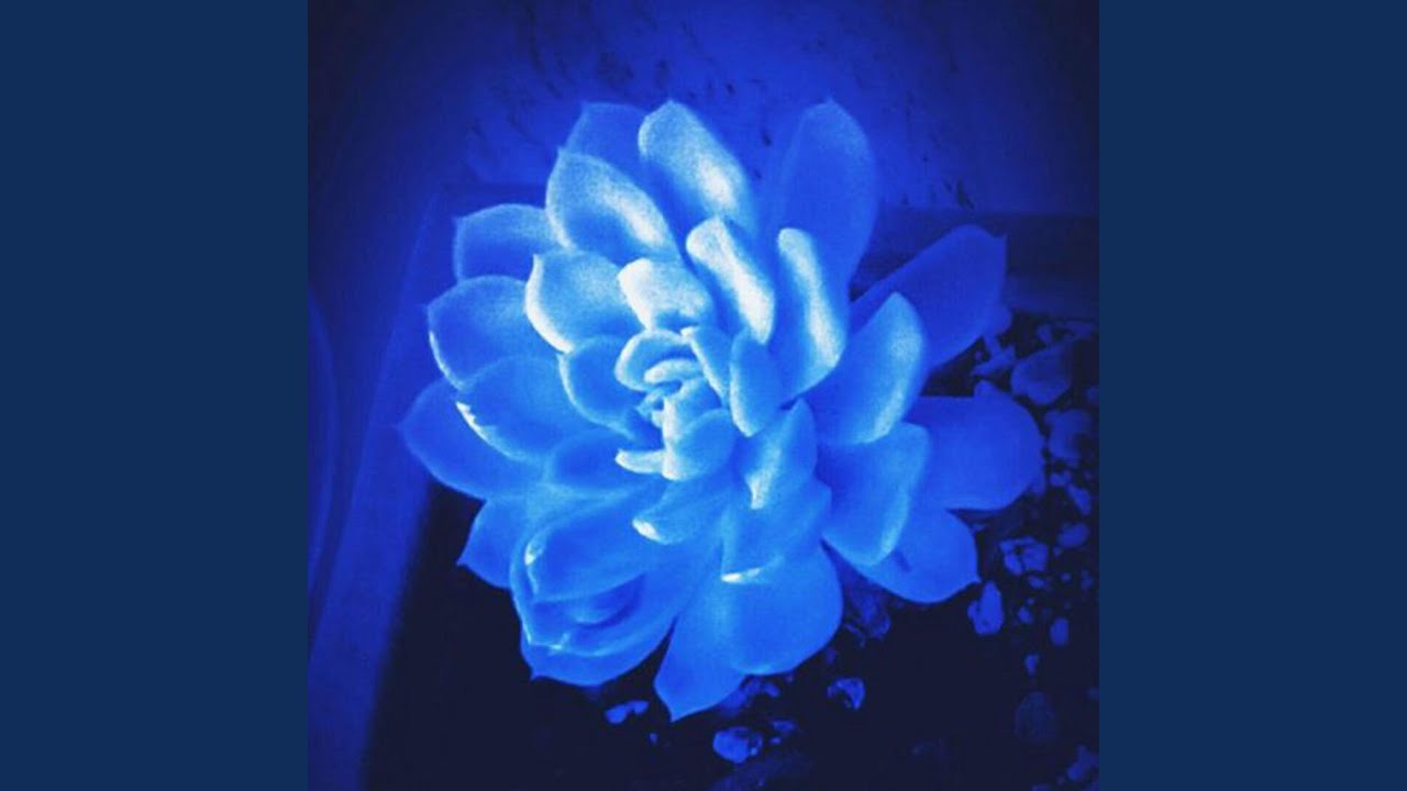 Blue auf YouTube ansehen Blue auf YouTube ansehen
