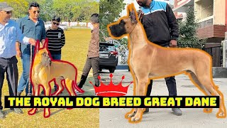 The Royal Dog Breed Great Dane  at Dog Show Dehradun