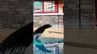 A Sea Lion Knows how to make an Entrance! #shorts #seaworld  #sealions