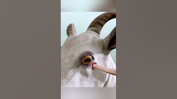 Warning! Goat Horns Can Cause Blindness... Here