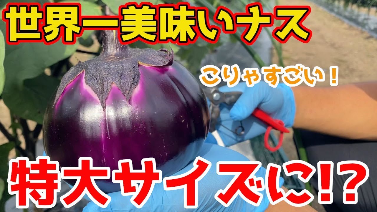 The most delicious eggplant in the world] The eggplants that grew