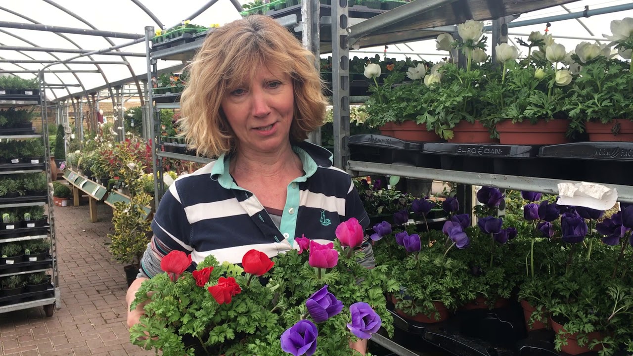 Bedding plants YouTube