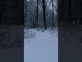 Brief snowy walk on a New England forest trail #shorts