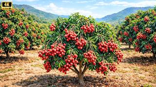 Explore a New Lychee Variety with Super Big and Abundant Fruit in Rural Italy | Countryside Life
