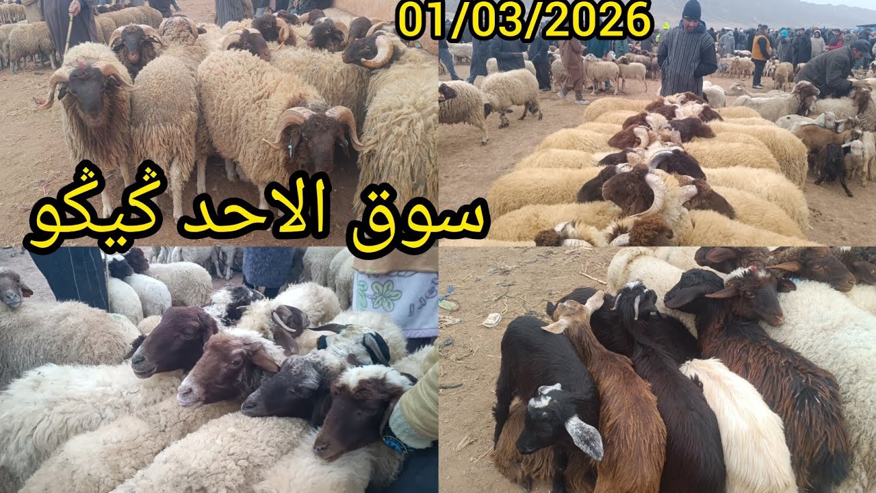 مباشرة من سوق الاحد ݣيݣو بتاريخ 01/03/2026اثمنة المواشي خروف خروفة ونعجة وحولي فرجة ممتعة 