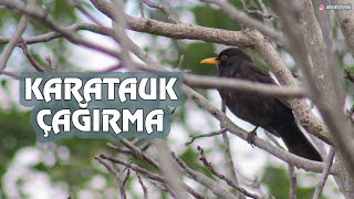 Karatavuk Çağırma Ötüşü; Karatavuk Cevizde Şakıyor / Song of Blackbird Sound Resimi