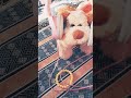Dog Dance Music Shortvideo لايك 2025 Funny اشتراك بالقناة Dog Dance Music Shortvideo لايك 2025 Funny اشتراك بالقناة