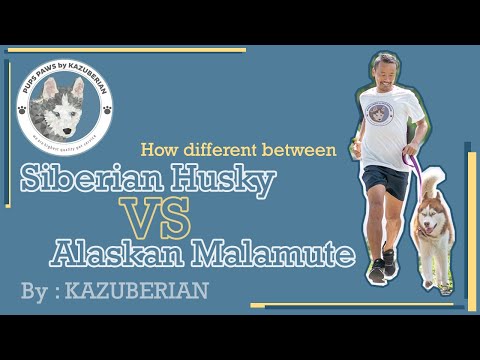Siberian Husky vs Alaskan Malamute ความเหมือนที่แตกต่าง | Kazuberian