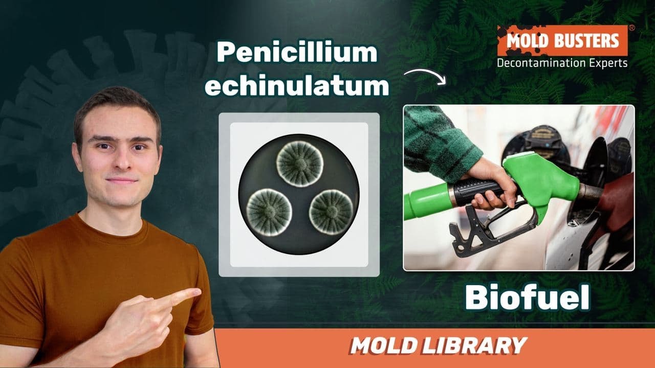 🦠Penicillium echinulatum - 📚Mold Library - Mold Busters
