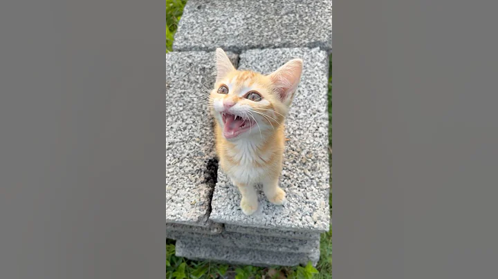 cat video ! cat voice ! cat sound ! cat meowing #shorts #short #youtubeshorts #cat #cats #catsound