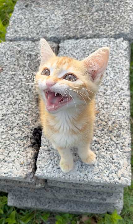 cat video ! cat voice ! cat sound ! cat meowing #shorts #short #youtubeshorts #cat #cats #catsound