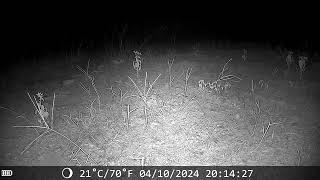 #deer sniffing our trail cam