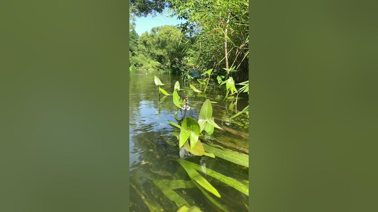 Над речной водой пролетали стрекозы с тоненькими. Кувшинки со стрекозой в реке фото.