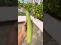 Is Bel Ne Firse Aik Tori De Di 🤣 #terracegarden #vegetable