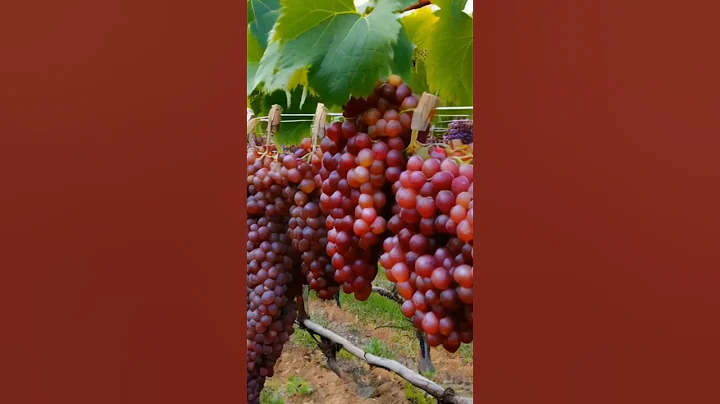 Growing grapes. #farm #grapegrowing #wine #grapeharvest #fruit #grapevine #vineyard #grape #fruits