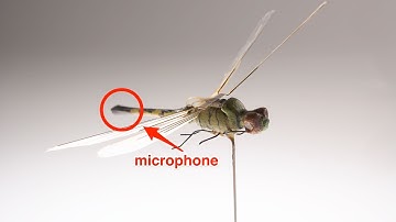 The Insectothopter: The CIA
