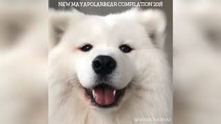 Maya The Samoyed Mayapolarbear Instagram Compilation 2018