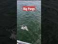 Big Porgy almost won the pool #shorts #porgy