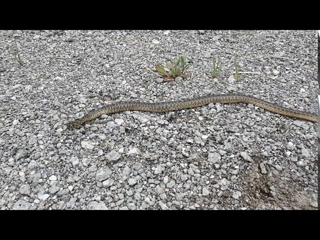 Крым. Редкий вид Леопардовый полоз.(Желтобрюх). 26.07.2020 г.