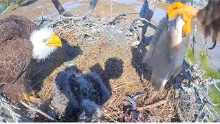 SWFL Eagles ~ M15 Delivers WHOPPER FISH! He Feeds E26 & Offers Bites To F23 Who Feeds E26 😋 1.20.26